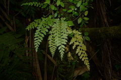 Asplenium insiticium