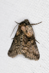 Abrostola microvalis