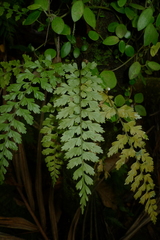 Asplenium insiticium