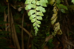 Asplenium insiticium