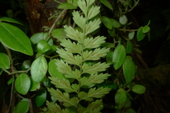 Asplenium insiticium