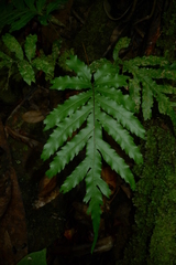 Blechnum moorei