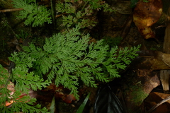 Vandenboschia maxima