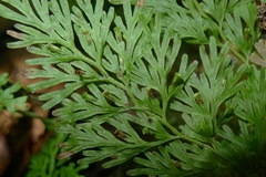 Vandenboschia maxima