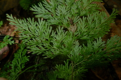 Vandenboschia maxima