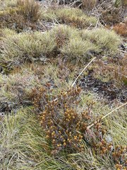 Epacris alpina