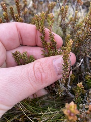 Epacris alpina