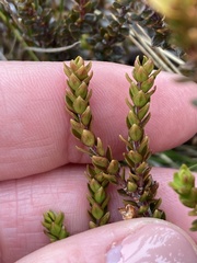 Epacris alpina