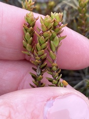 Epacris alpina