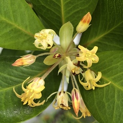 Pittosporum roimata