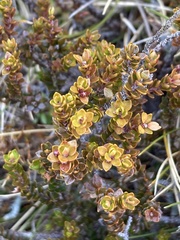Epacris alpina