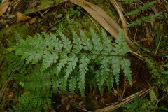 Asplenium insiticium