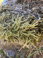 Homalothecium nevadense