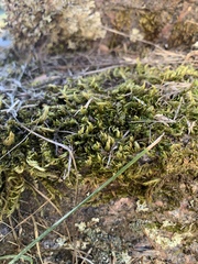 Homalothecium nevadense