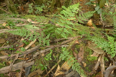 Asplenium insiticium