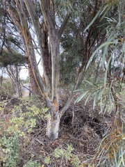 Eucalyptus spathulata spathulata