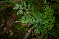 Asplenium insiticium