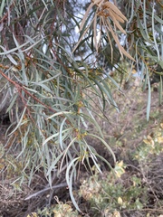 Eucalyptus spathulata spathulata