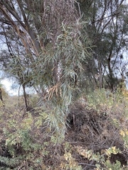 Eucalyptus spathulata spathulata
