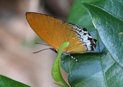 Eooxylides tharis distanti