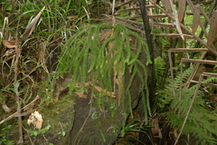 Phlegmariurus squarrosus