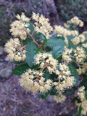 Pomaderris elliptica