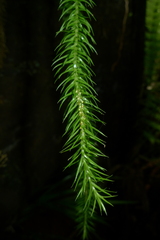 Phlegmariurus squarrosus