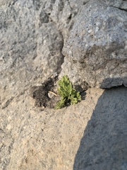 Cryptogramma cascadensis