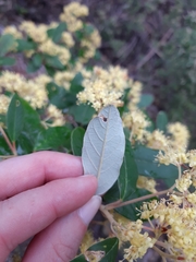 Pomaderris elliptica