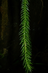 Phlegmariurus squarrosus