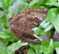 Euthalia aconthea gurda