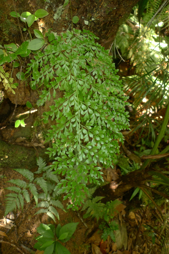 Asplenium laserpitiifolium (Asplenium laserpitiifolium)
