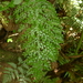 Asplenium laserpitiifolium - Photo (c) Leon Perrie, some rights reserved (CC BY-NC), uploaded by Leon Perrie