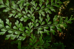 Asplenium laserpitiifolium