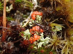 Cladonia murrayi