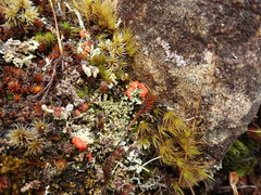 Cladonia murrayi