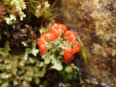 Cladonia murrayi