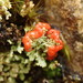 Cladonia murrayi - Photo (c) Melissa Hutchison, some rights reserved (CC BY-NC-ND), uploaded by Melissa Hutchison