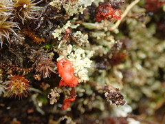 Cladonia murrayi