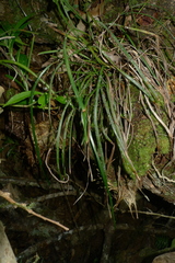 Haplopteris elongata