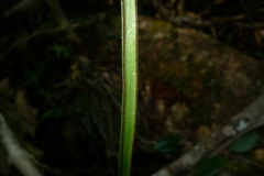 Haplopteris elongata