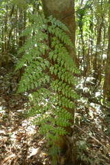 Asplenium laserpitiifolium
