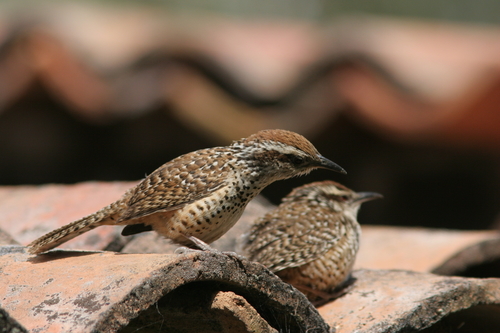 Spotted Wren