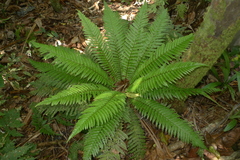 Blechnum lenormandii