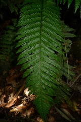 Blechnum lenormandii