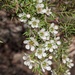 Leptospermum polygalifolium - Photo (c) hbexplore, alguns direitos reservados (CC BY-NC), uploaded by hbexplore