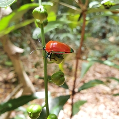 Calliphara imperialis
