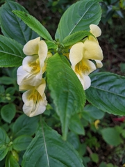Impatiens scabrida