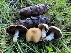 Agaricus comtulus