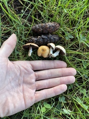 Agaricus comtulus